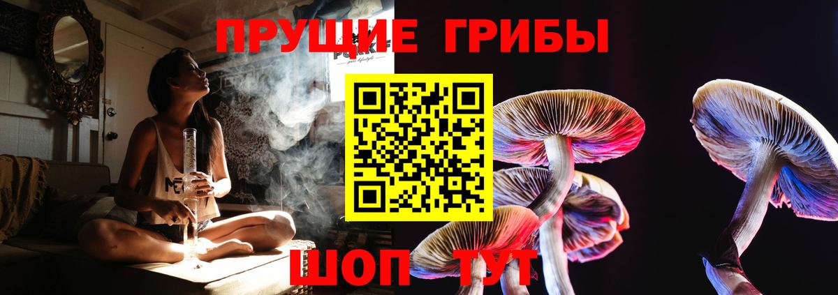 Псилоцибиновые грибы Psilocybine cubensis Химки